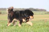 DOGUE DU TIBET 652